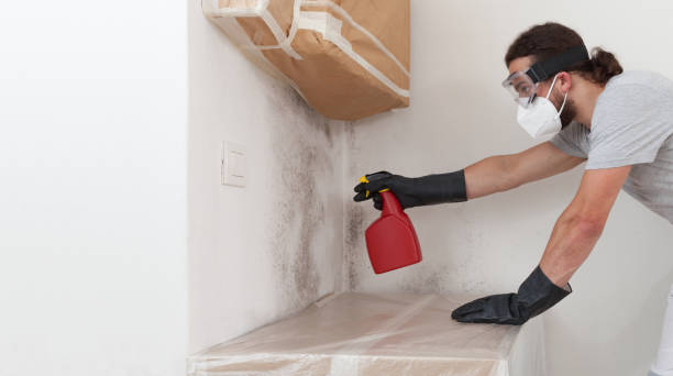 Professional Basement Mold Remediation technician working in Watertown, MA