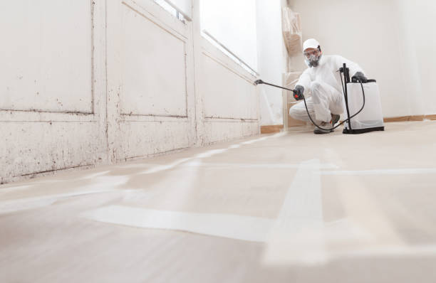 24/7 Emergency Basement Mold Remediation experts in Watertown, MA