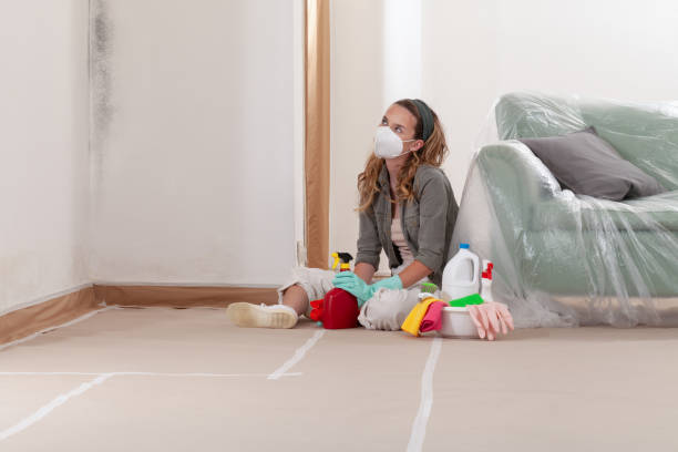 Reliable Basement Mold Remediation contractor in Watertown, MA by Mold Remediation HQ